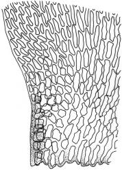 Lembophyllum clandestinum. Alar cells. Drawn from W.R. Buck 7049, CHR 412514 and K.W. Allison 2942, CHR 523703.
 Image: R.C. Wagstaff © 2008 British Bryological Society. Reprinted by permission of Informa UK Limited, trading Taylor & Francis Group, https://www.tandfonline.com on behalf of British Bryological Society. Reprinted by permission of Informa UK Limited, trading Taylor & Francis Group, https://www.tandfonline.com on behalf of British Bryological Society.